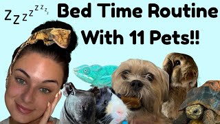My Little Zoo’s Bed Time Routine!!