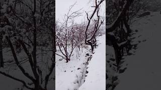 Snowfall  shorts video #birds birds in Snow #snowfall #snowman #short #shortvideo