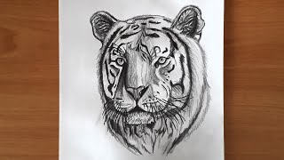 Tiger drawing step by step. (Short Version)