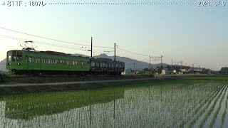 水田と近江鉄道：伸びゆく早苗-夕刻　（2021.6/9）　　　　　　　　　　巛巛