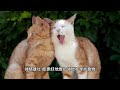 猫咪眼中的帅哥美女是什么样？你知道猫咪的择偶标准么？竟然公猫都是“渣男”