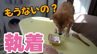 お初のチーズに虜になった？柴犬小夏　美味しい缶詰　ASMR