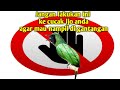 Stop!!! Pantangan merawat cucak ijo