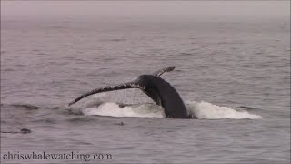 9.26.22 Humpback Whales