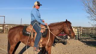 Barrier Work with Tuf Kaf Breakaway Trainer