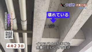 つるいち「つばめ子育て中」2022年４月２９日放送分