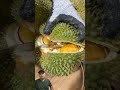 Kok mahal bang? #durian #duriandurihitam #short