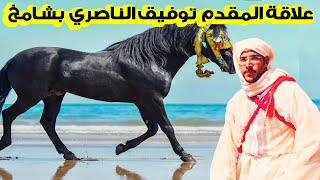 حصريا :علاقة فريدة من نوعها تجمع المقدم توفيق الناصري بحصانه شامخ