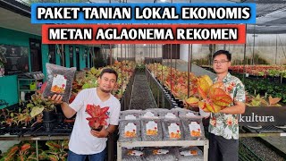 Paket tanian lokal ekonomis \u0026 metan aglaonema rekomen !!!