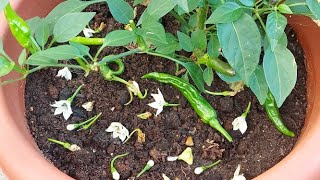 মরিচ/লঙ্কা ফুল ঝরে যায় যে কারনে // Why Chilli Flowers Drop // Chilli Plant Flowers Drop Solution