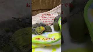 仲良し三兄弟明日お別れです# Shorts#コザクラインコ#雛