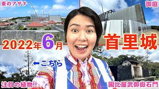 【2022年6月の首里城】数十年に1度だけ見られる首里城の植物に注目！正殿復元に向けて準備を進めている御庭の様子も解説しますよー！！