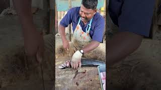 KASIMEDU SPEED SELVAM ARAKOLA FISH CUTTING #selvamfishcutting #youtubeshorts #bigfishcutting