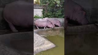 冬は寒い【２】Hippopotamus・かば・カバ・河馬 ・漢字を学習：波波・なみなみ・・・Okinawa Zoo \u0026 Museum★沖縄こどもの国(20210113)