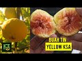 Review Buah Tin varian YKSA (Yellow King Saudi Arabia) || Si Buah Kuning Besar