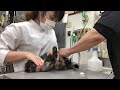 ⑥洋猫ミックスのリンちゃんの処置