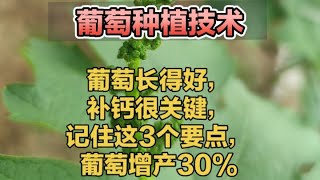 葡萄长得好，补钙很关键，记住这3个要点，葡萄增产30%