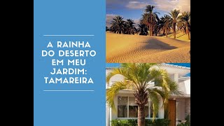 Tamareira, a rainha do deserto para nosso jardim