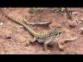 New Discoveries at Petrified Forest National Park: Long-nosed Leopard Lizard