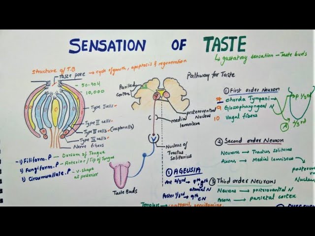 What Is The Neural Pathway For Taste Infoupdate Org