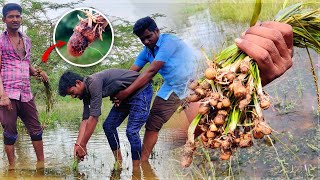 ஏரியில் கொட்டி கிழங்கு வேட்டை || kotti kilangu hunting in Lake || Village foods