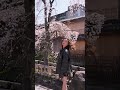 seeing cherry blossoms for the first time in Japan