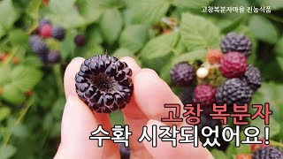 고창 복분자 수확 시작되었습니다~(진농식품)