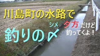 川島町の水路で釣りの〆【川島町】☆smallfishing in Saitama  Japan☆