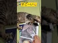 運命的な出会いによって生後２週間から家ネコになった捨て猫しなもんのプロローグが映画化🌺イラストを描いたねもとまこの下穂み時代をそのまま再現した映画『出会いは奇跡』はurlからご覧になれます😿