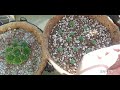 다육이 키우기 바위솔 삽목 번식하기grow succulent plants