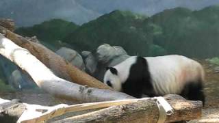 Mei Lan the Panda Cub Climbing at Atlanta Zoo