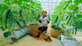 Harvesting Green Cucumbers Goes To Market Sell - Fertilizing Corn, Cooking | Tieu Lien