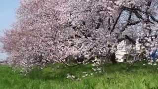 【お花見スポット・越谷】元荒川沿いの桜並木、Cherry Blossom