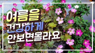 풍로초#장마 오기전에 꼭 해야 할일#이렇게 관리하세요