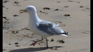 [4K] Goéland Argenté, petits cris