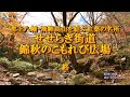 郡上八幡・飛騨高山を結ぶ紅葉の名所 せせらぎ街道 錦秋のこもれび広場