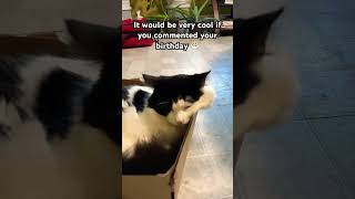 I want a birthday twin!!🎂🥳 #cat #cuteanimal #funny #pets #catshorts #@kevlife #youtubeshort