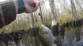 Warmouth And Bream With A Micro Rod And Reel.