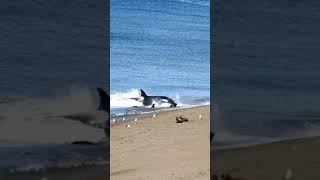 whale attack penguin #shorts #shortsyoutubevideos