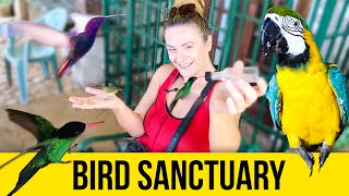 Bird Sanctuary. Rocklands. Jamaica Video Guide.