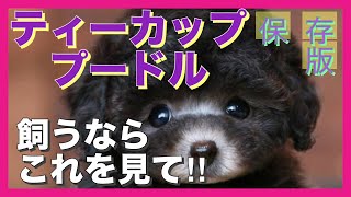 【ティーカッププードルを飼うならこれを見て】良いところと悪いところ、どちらも知ってから‼︎