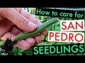 How to care for San Pedro cactus seedlings (and Peyote)