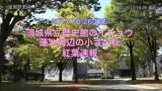 2017.10.26撮影  茨城県立歴史館のイチョウ，蓮池周辺の紅葉速報  4K