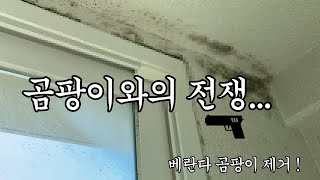 곰팡이 제거 방법 베란다 곰팡이와의 전쟁