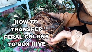 Stingless Beekeeping How It Works: Tips in Transferring Feral Colony to Box