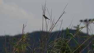 オオヨシキリ　鳴き声：Acrocephalus orientalis　大葦切　Oriental Reed Warbler