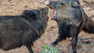 Documentary Films: Prehistoric Predators - Killer Pig - National Geographic