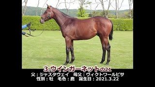 2022年度　3ウインガーネットの21（父ジャスタウェイ）