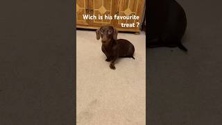 Hmmm??? #dog #puppy #dachshund #funny #pets #viralvideo