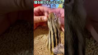 寝る前にちょっとたけしと遊ぶ🐿️